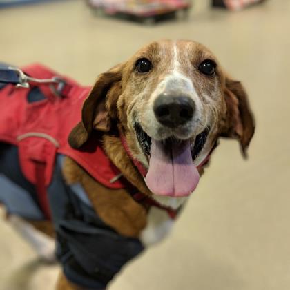 Sam a smiling three-legged hound wearing red harness