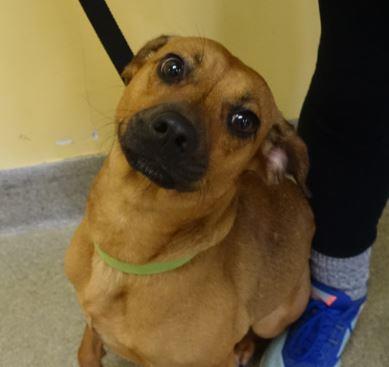 small brown dog with black muzzle, soft gaze, tilted head