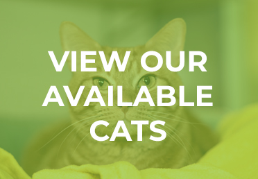 View our Available Cats