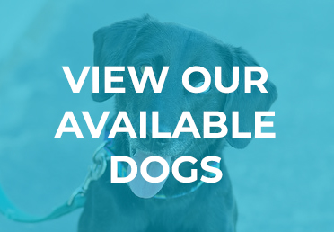 View our Available Dogs
