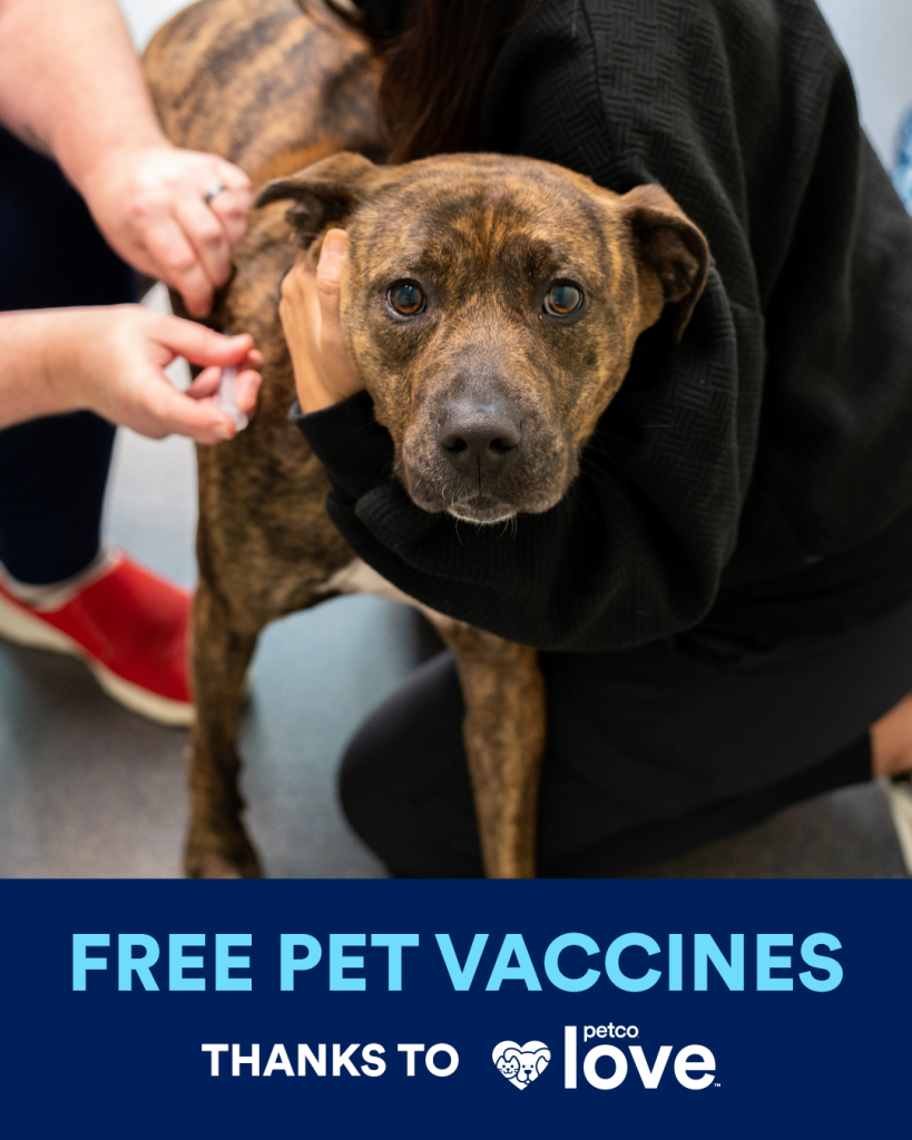 brindle dog is restrained in a veterinary hold while receiving a vaccination
