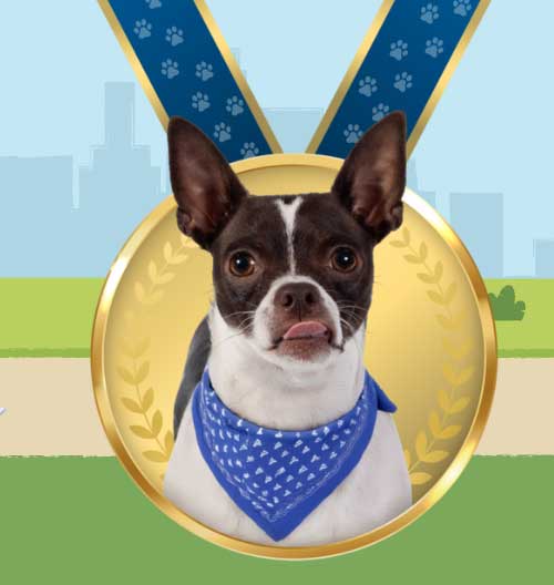 Dog Jog, 5K and Block Party