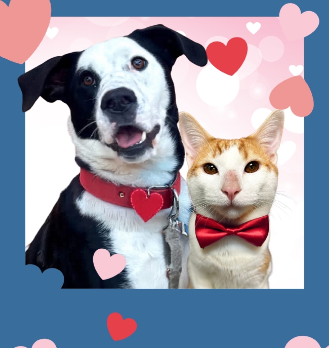 Fur-Ever Valentine Adoption Special