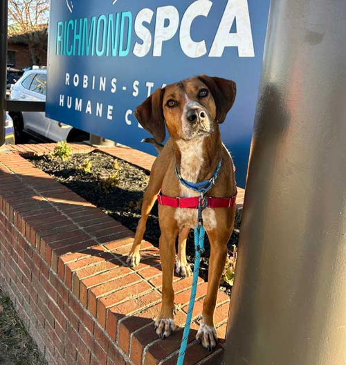 Open your heart & your home