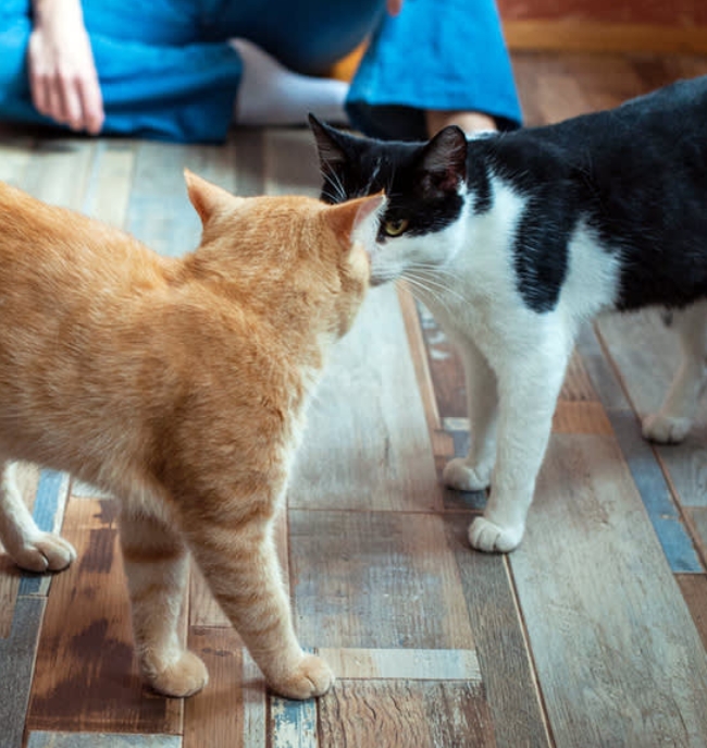 Cat to Cat Introductions Workshop