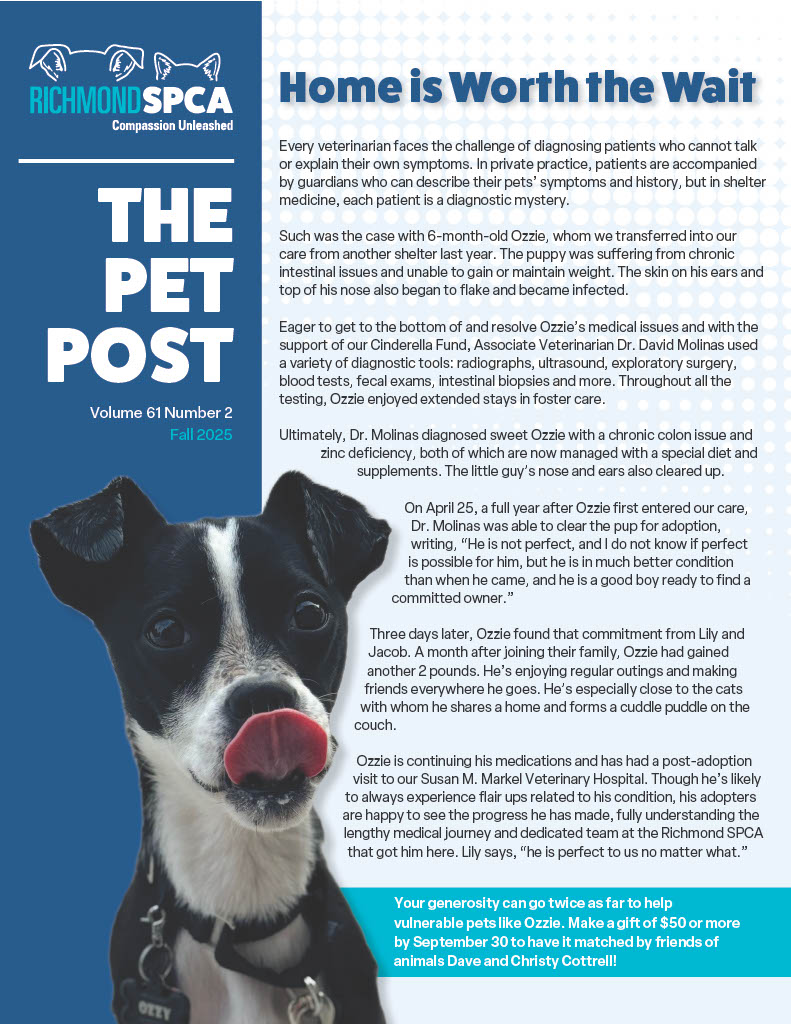Pet Post Fall 2025