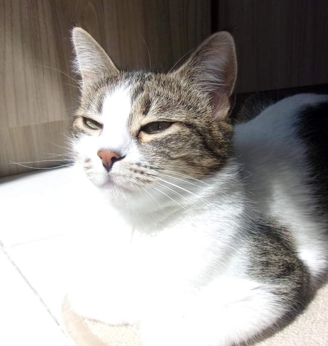 Feline the Sunshine!