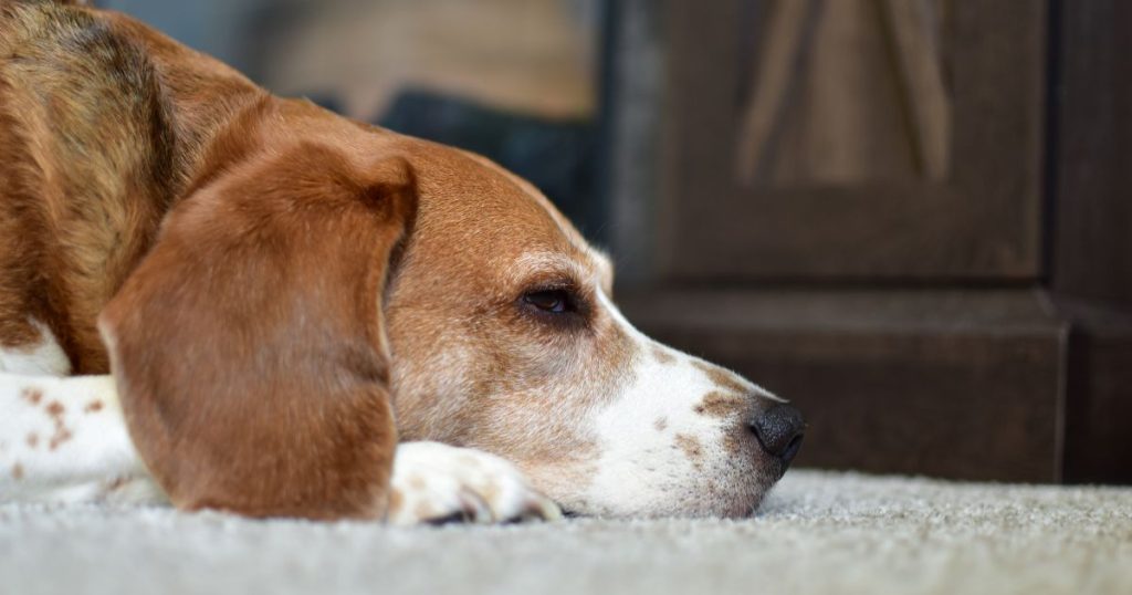 dog resting on floor