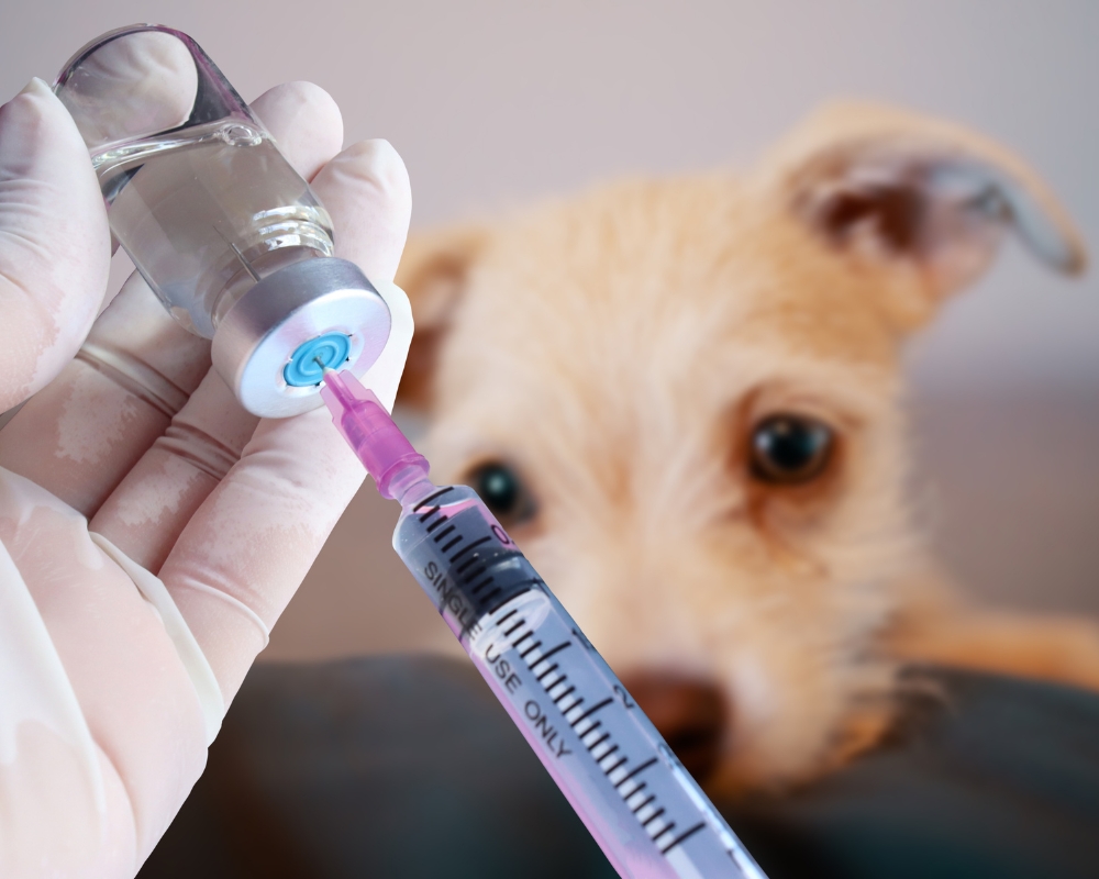 Free Vaccine Clinic
