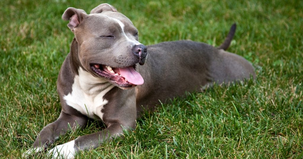dog laying in grass 