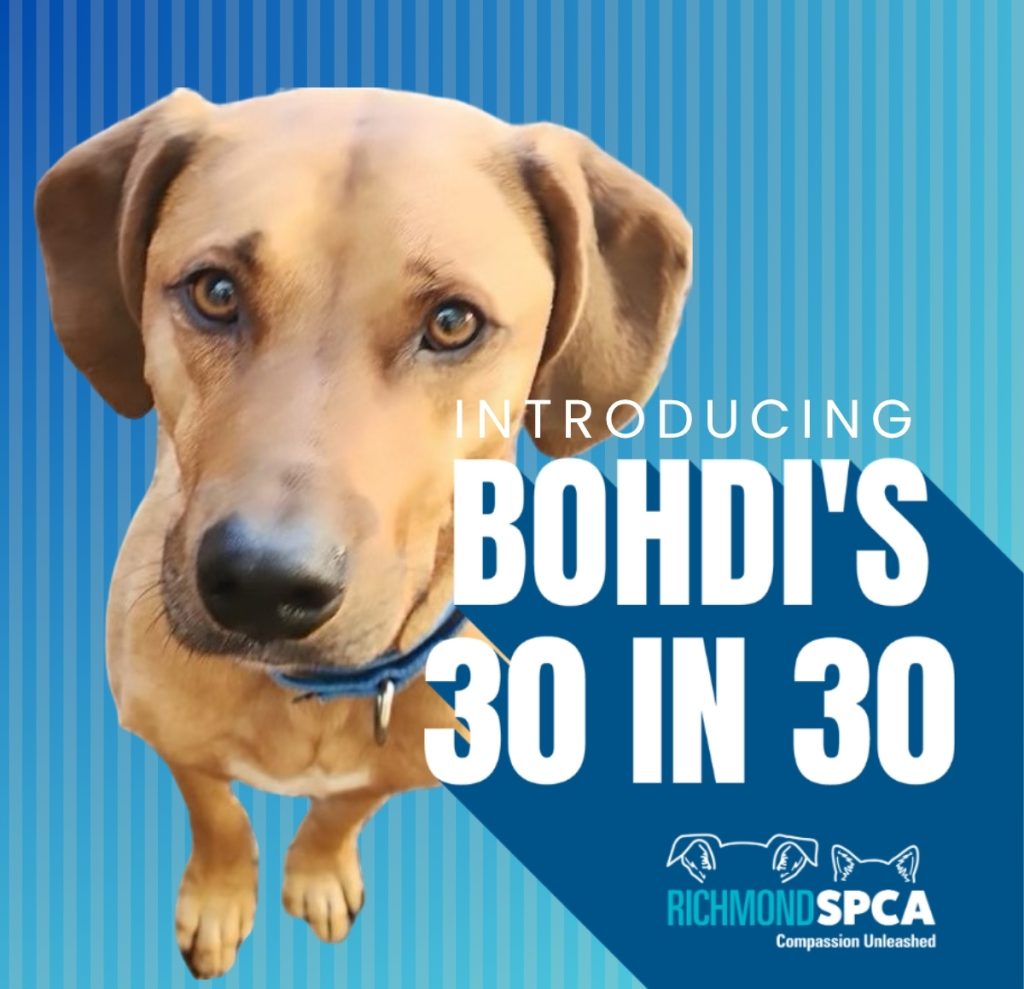 Bohdi's 30 in 30