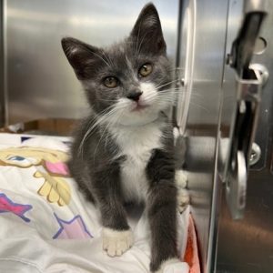 We Were Adopted July 6 12 2026 Richmond SPCA Beam 300x300 
