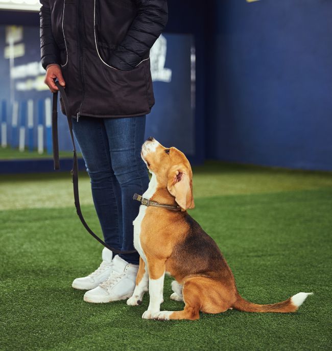Ready. Set. Pup!