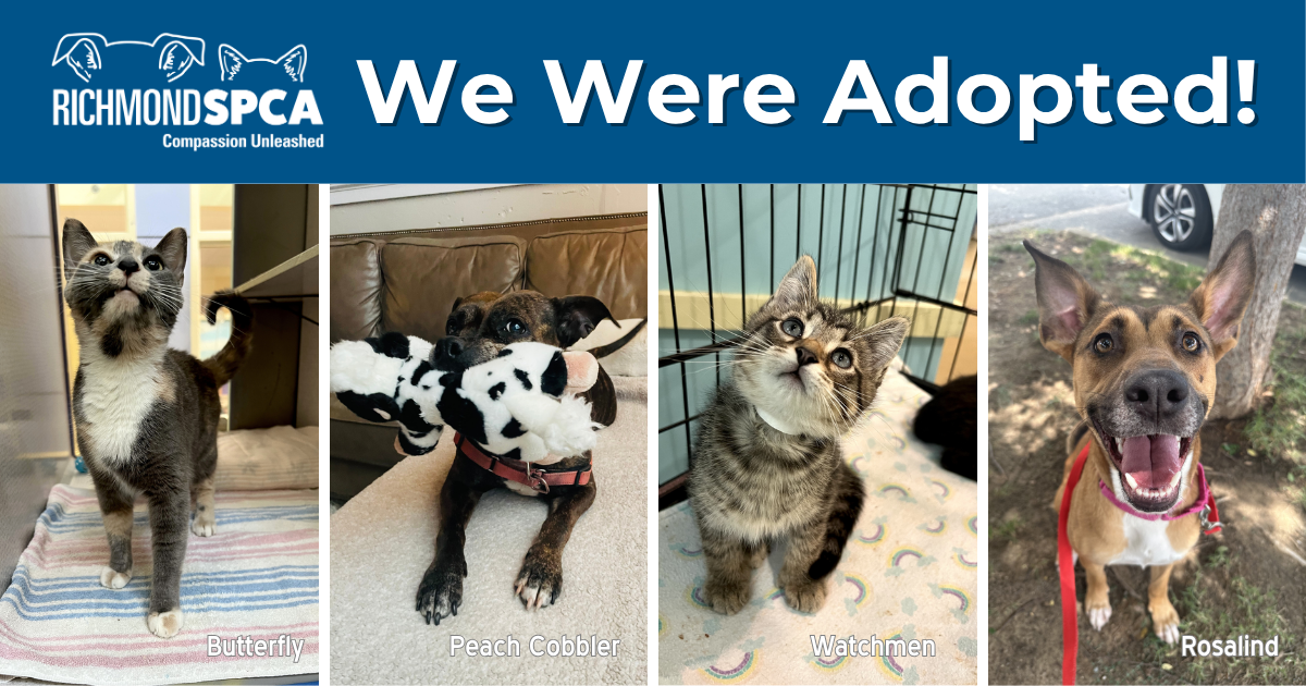 We Were Adopted July 6 12 2026 Richmond SPCA WWA 7.13 Blog 