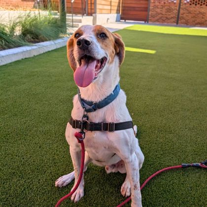 Fall for a Shelter Dog