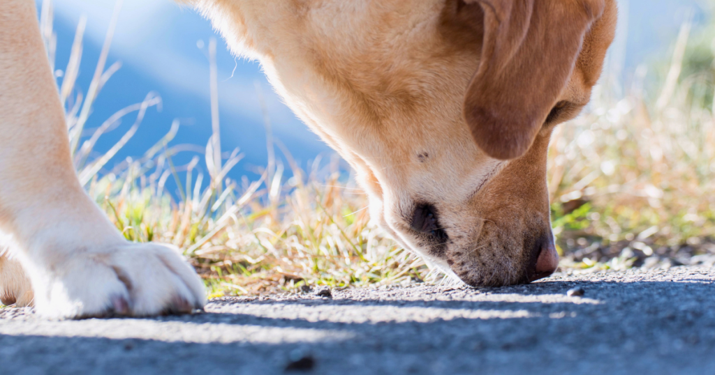 sniffing dog on a walk