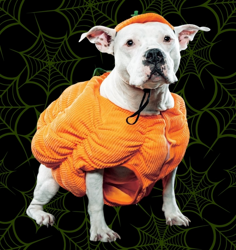 Just added! Howl-O-Ween Pop Up Camp